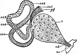 EB1911 Peripatus - P. capensis - nephridium.jpg