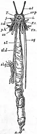 EB1911 Peripatus - P. capensis dissected.jpg