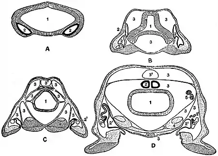 EB1911 Peripatus - Series of Embryos.jpg