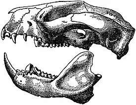 EB1911 Phalanger - Skull of Grey Cuscus.jpg