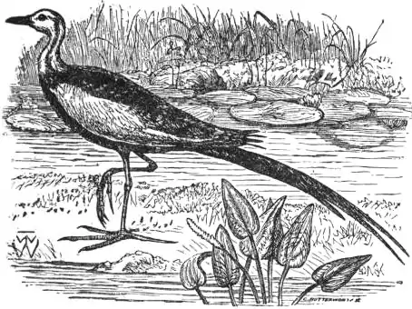 EB1911 Pheasant-tailed Jaçaná.jpg