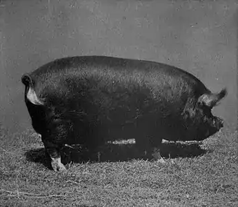 EB1911 Pig - Berkshire boar.jpg