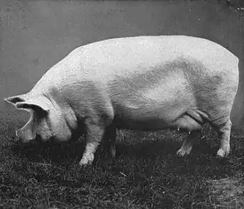 EB1911 Pig - Large white sow.jpg