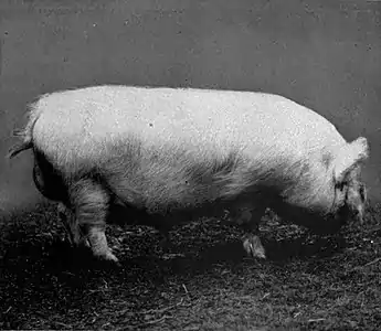 EB1911 Pig - Middle white boar.jpg