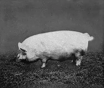 EB1911 Pig - Small white boar.jpg