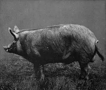 EB1911 Pig - Tamworth boar.jpg