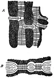 EB1911 Plants (Cytology) - continuity of protoplasm.jpg