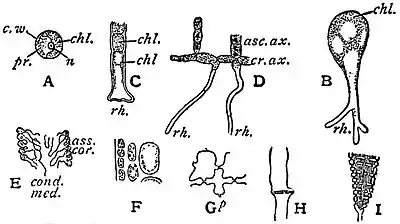 EB1911 Plants - examples of cell differentiation.jpg