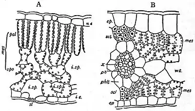 EB1911 Plants - transverse sections of leaves.jpg