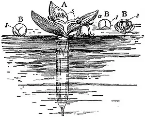 EB1911 Pollination - Vallisneria spiralis.jpg