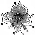 EB1911 Pollination - flower of Veronica.jpg