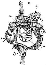 EB1911 Polyzoa - Larva of Pedicellina.jpg