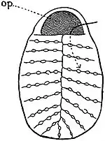 EB1911 Polyzoa - Zooecium of Cribrilina.jpg