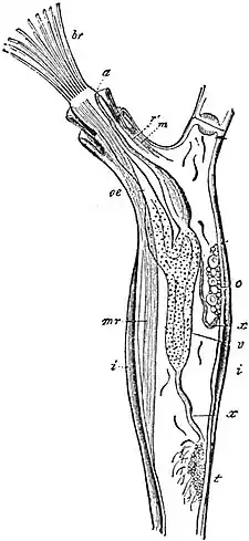 EB1911 Polyzoa - Zooid of Paludicella articulata.jpg