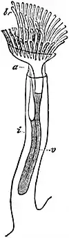 EB1911 Polyzoa - Zooid of Plumatella.jpg