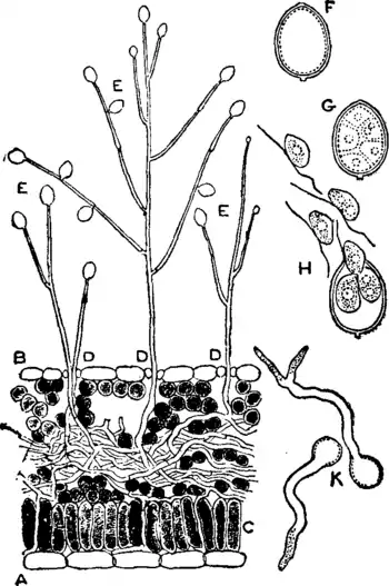 EB1911 Potato Figure 2.png