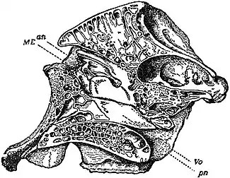 EB1911 Proboscidea - African Elephant Skull Section.jpg