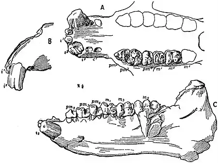 EB1911 Proboscidea - Dentition of Moeritherium lyonsi.jpg