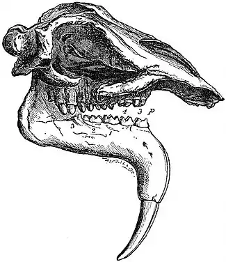 EB1911 Proboscidea - Skull of Dinotherium giganteum.jpg