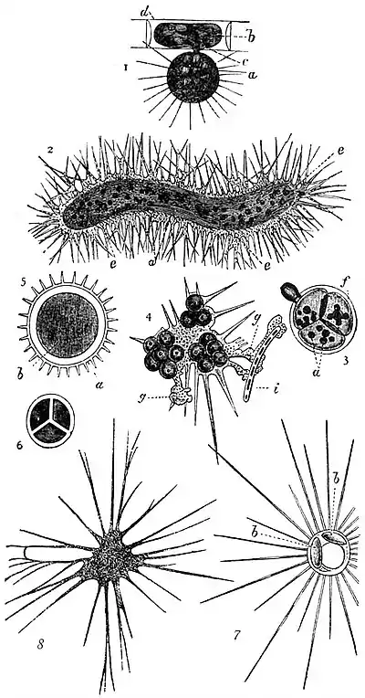 EB1911 Proteomyxa.jpg