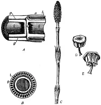 EB1911 Pteridophyta - Equisetum maximum.jpg