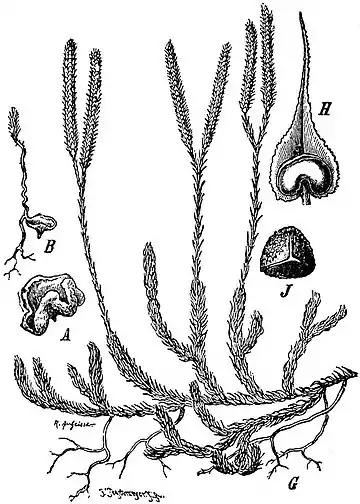 EB1911 Pteridophyta - Lycopodium clavatum.jpg