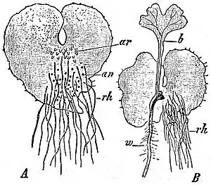 EB1911 Pteridophyta - Nephrodium filix-mas.jpg