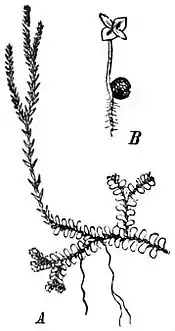 EB1911 Pteridophyta - Selaginella.jpg