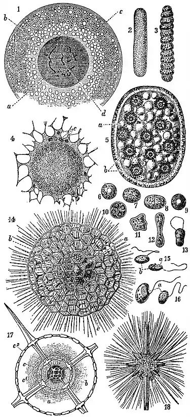 EB1911 Radiolaria (1).jpg