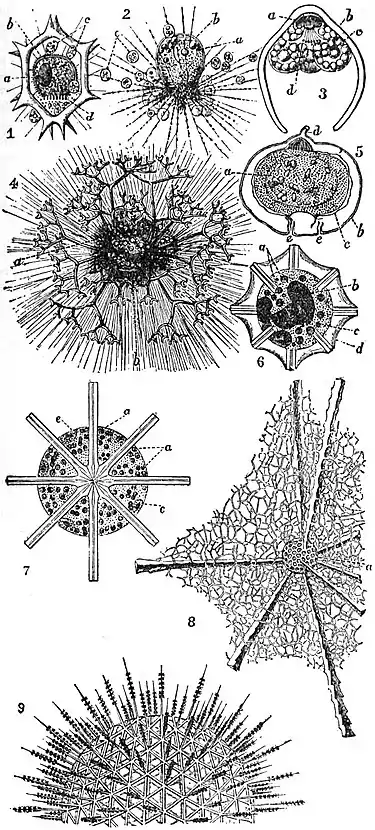 EB1911 Radiolaria (2).jpg