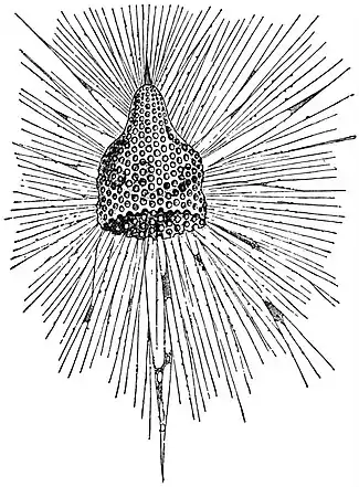 EB1911 Radiolaria - Eucyrtidium cranioides.jpg