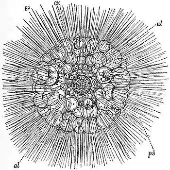 EB1911 Radiolaria - Thalassicolla pelagica.jpg