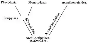 EB1911 Radiolaria - diagram.jpg