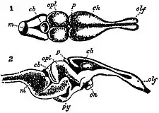 EB1911 Reptiles - Brain of Lacerta agilis.jpg