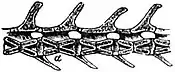 EB1911 Reptiles - Caudal vertebrae of Sphenodon.jpg