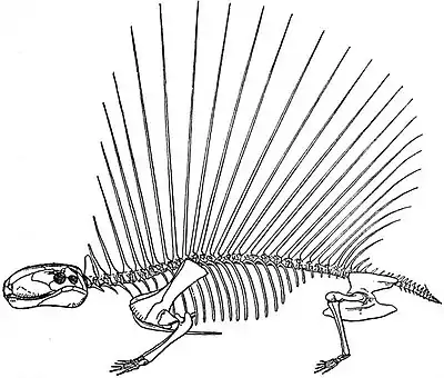 EB1911 Reptiles - Dimetrodon incisivus.jpg