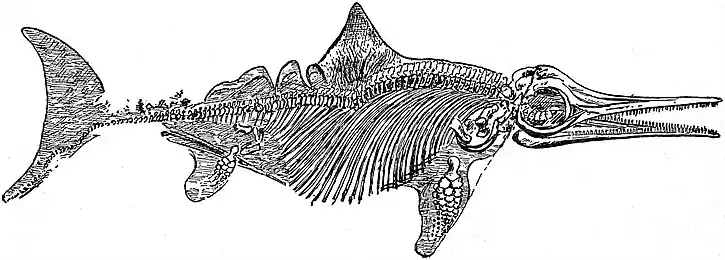 EB1911 Reptiles - Ichthyosaurus quadriscissus.jpg