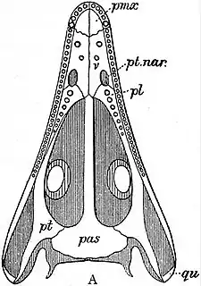 EB1911 Reptiles - Palate of Palaeozoic Amphibian.jpg