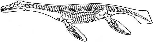 EB1911 Reptiles - Plesiosaurus rostratus.jpg