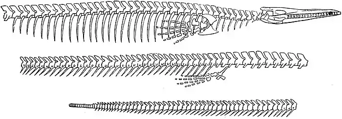 EB1911 Reptiles - Skeleton of Clidastes.jpg