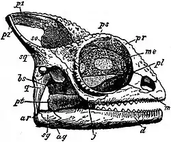 EB1911 Reptiles - Skull of Chamaeleon vulgaris.jpg