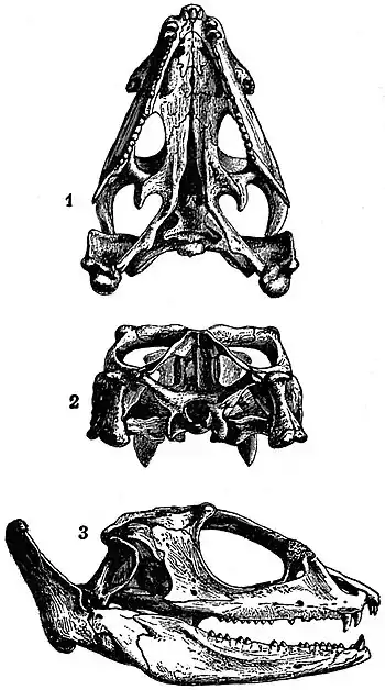 EB1911 Reptiles - Skull of Chlamydosaurus kingii.jpg