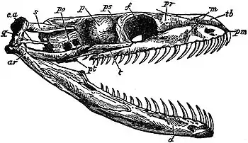 EB1911 Reptiles - Skull of Python sebae.jpg