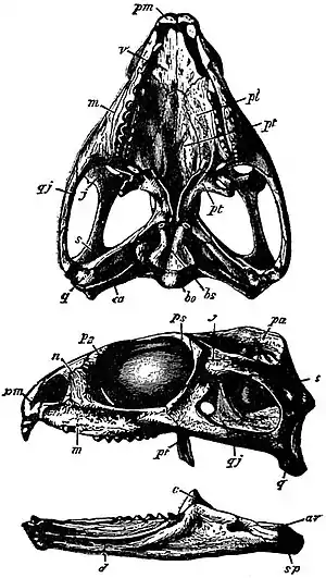 EB1911 Reptiles - Skull of Sphenodon.jpg