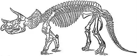 EB1911 Reptiles - Triceratops prorsus.jpg