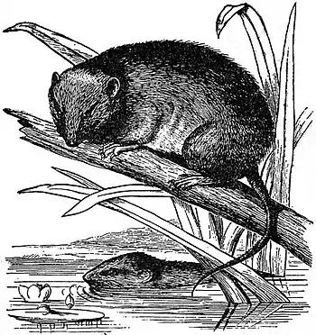 EB1911 Rodentia - Australian Brown-footed Rat.jpg