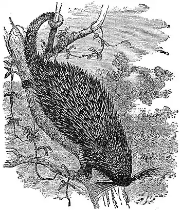 EB1911 Rodentia - Brazilian Tree-Porcupine.jpg