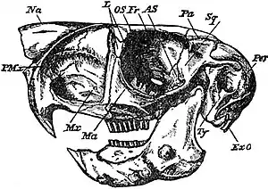 EB1911 Rodentia - Skull of Jumping-Hare.jpg