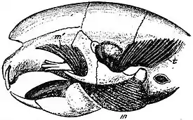 EB1911 Rodentia - Skull of Porcupine.jpg