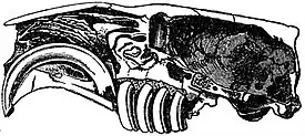 EB1911 Rodentia - Skull of the Beaver.jpg